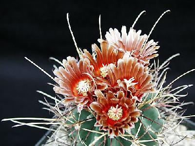 Photo Cactus 114 Flower