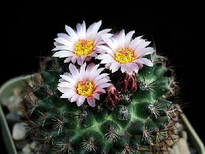 Photo Cactus 115 Flower