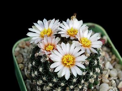 Photo Cactus 117 Flower