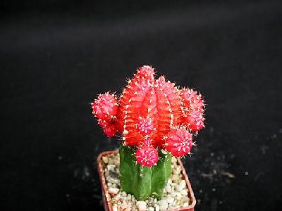 Photo Cactus 118 Flower