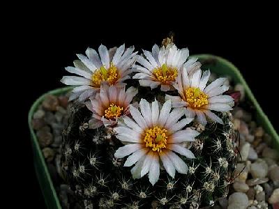 Photo Cactus 119 Flower