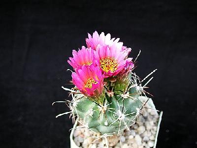 Photo Cactus 12 Flower
