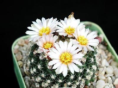 Photo Cactus 121 Flower