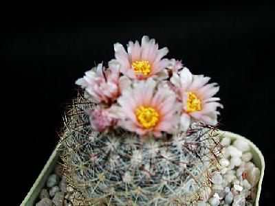 Photo Cactus 122 Flower