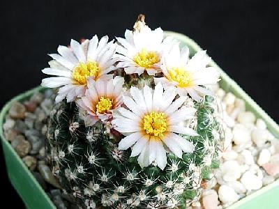 Photo Cactus 123 Flower