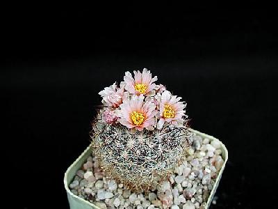 Photo Cactus 124 Flower