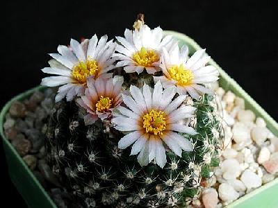 Photo Cactus 125 Flower