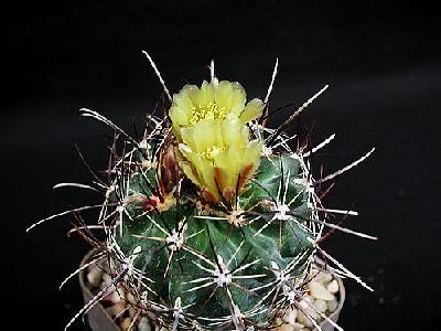 Photo Cactus 126 Flower