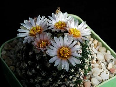 Photo Cactus 127 Flower