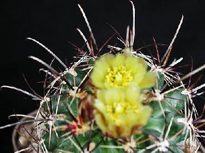Photo Cactus 128 Flower