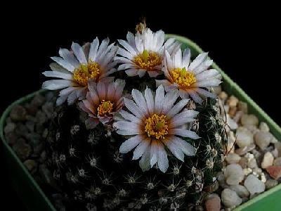 Photo Cactus 129 Flower
