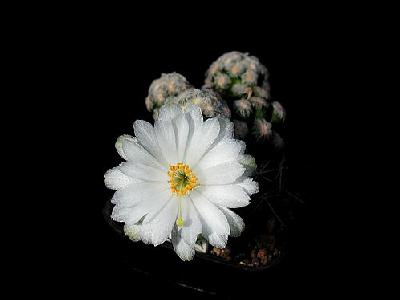 Photo Cactus 13 Flower