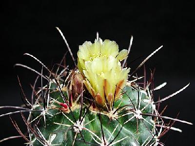 Photo Cactus 130 Flower