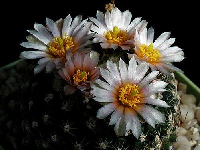 Photo Cactus 131 Flower