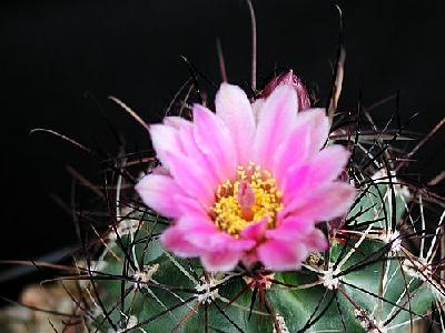 Photo Cactus 132 Flower