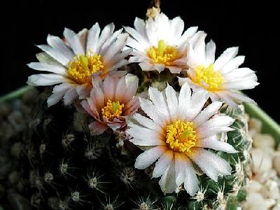 Photo Cactus 133 Flower