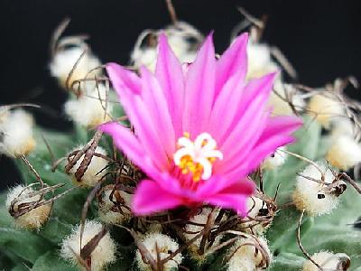 Photo Cactus 134 Flower