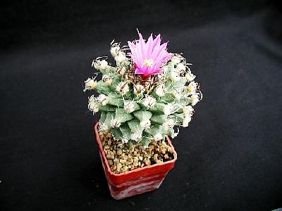 Photo Cactus 136 Flower