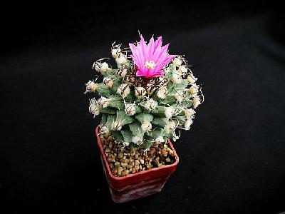 Photo Cactus 137 Flower