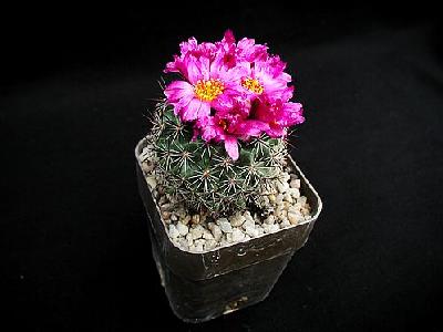 Photo Cactus 138 Flower