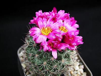 Photo Cactus 140 Flower