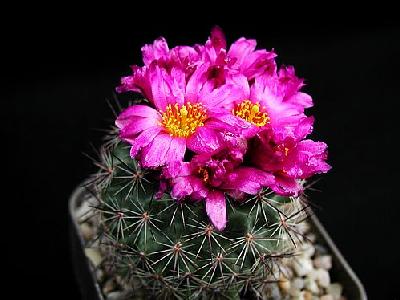 Photo Cactus 141 Flower