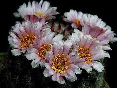 Photo Cactus 143 Flower