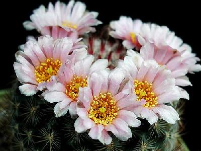Photo Cactus 144 Flower