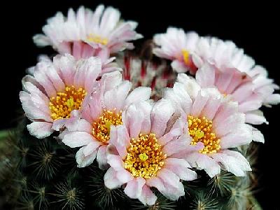 Photo Cactus 145 Flower