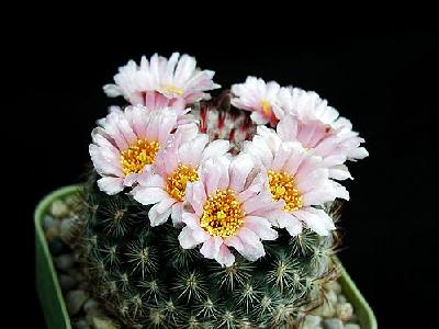 Photo Cactus 146 Flower