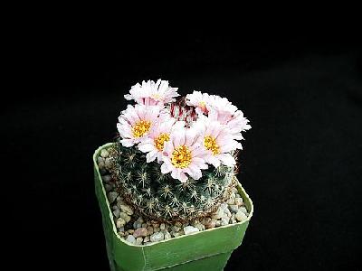 Photo Cactus 147 Flower