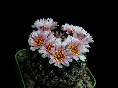 Photo Cactus 149 Flower