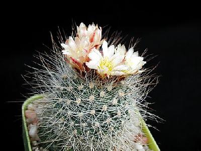 Photo Cactus 151 Flower