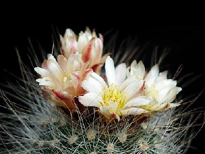Photo Cactus 152 Flower