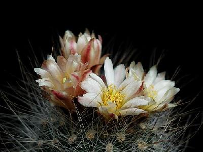 Photo Cactus 153 Flower