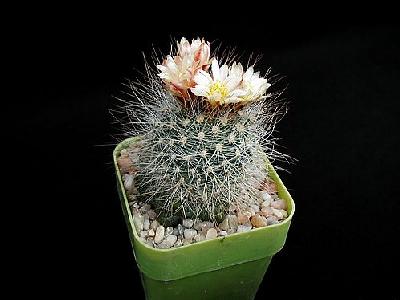 Photo Cactus 154 Flower