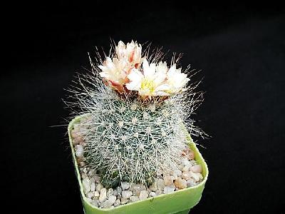 Photo Cactus 155 Flower
