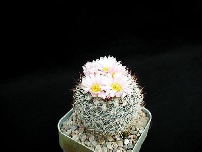 Photo Cactus 156 Flower