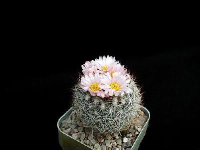 Photo Cactus 157 Flower
