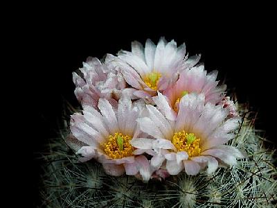 Photo Cactus 158 Flower