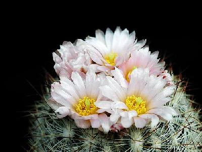 Photo Cactus 159 Flower