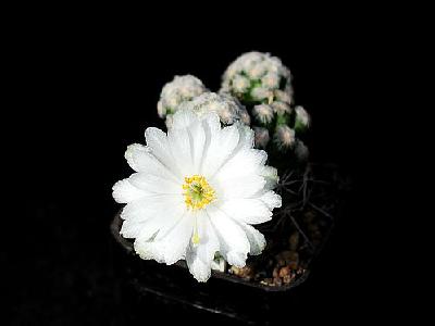 Photo Cactus 16 Flower