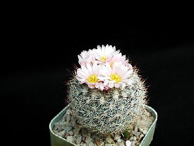 Photo Cactus 160 Flower