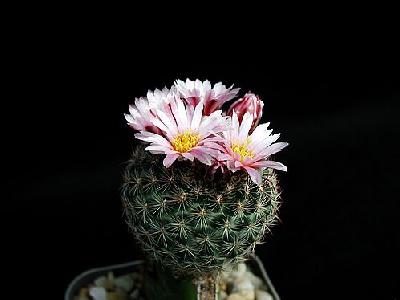 Photo Cactus 162 Flower