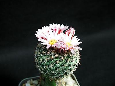 Photo Cactus 163 Flower