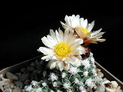 Photo Cactus 165 Flower
