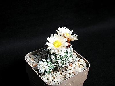 Photo Cactus 167 Flower