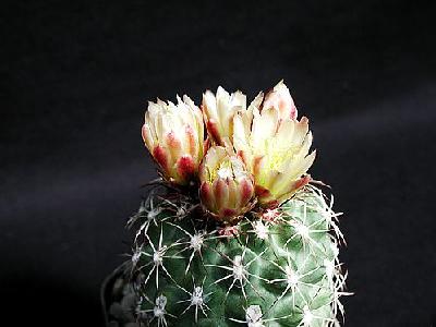 Photo Cactus 169 Flower