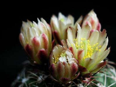 Photo Cactus 171 Flower