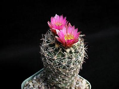 Photo Cactus 172 Flower